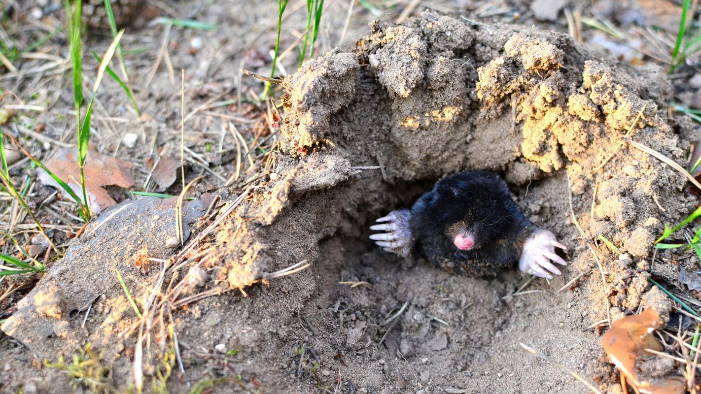 Življenje v tleh je zelo raznoliko – od organizmov, ki niso vidni s prostim očesom, do deževnikov, stonog in žuželk ter miši in krtov. Foto: Shutterstock