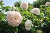 Na slovenskem dnevu vrtnic na ogled 1200 različnih vrtnic
