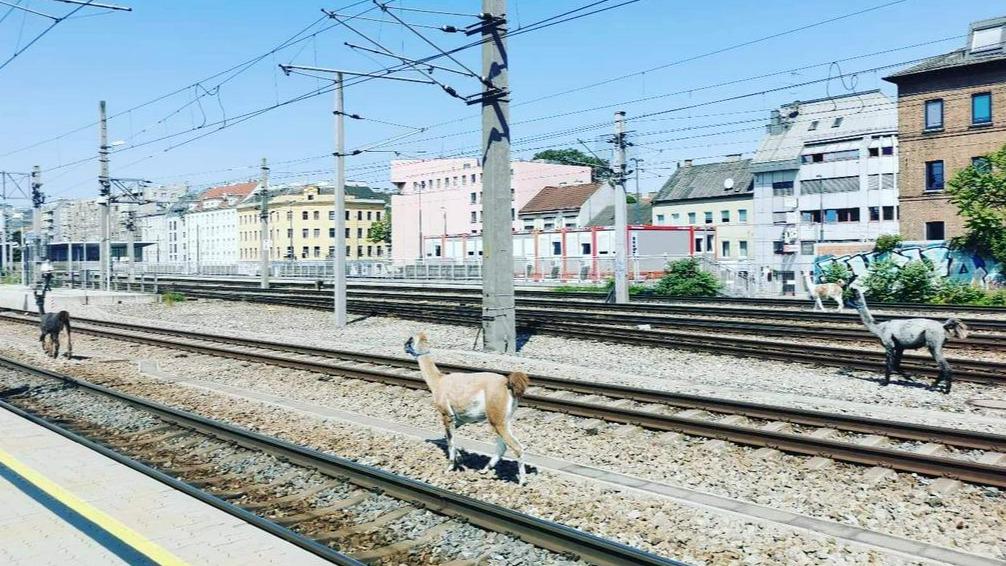 Pobegle lame na Dunaju zaustavile železniški promet