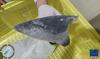 Zasegli rekordnih skoraj 30 ton nezakonito nalovljenih plavuti morskega psa