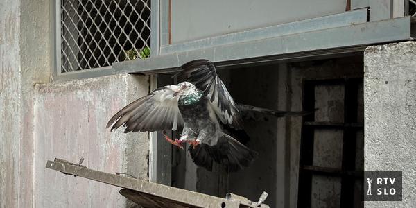 On ne sait jamais : la police indienne maintient une unité de pigeons voyageurs au cas où