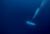 Ameriška mornarica že v nedeljo zaznala zvoke podvodne implozije