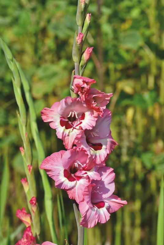 Gladijola, zelo si lepa!