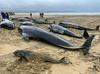 Na obali škotskega otoka poginilo več kot 50 nasedlih kitov