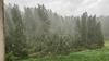Neurja v gozdovih podrla že več kot 350.000 kubičnih metrov drevja