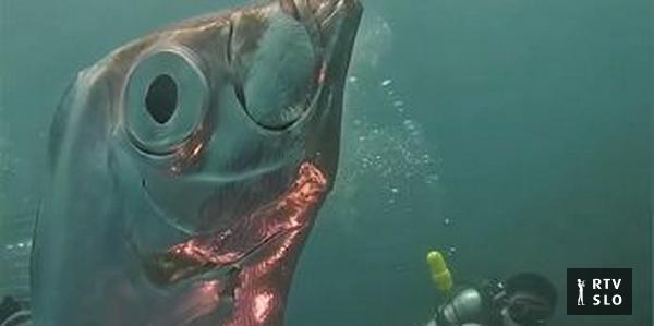 Mergulhadores taiwaneses encontraram um peixe gigante raro