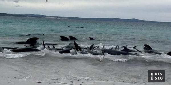 Mais de 50 baleias encalhadas morreram no oeste da Austrália