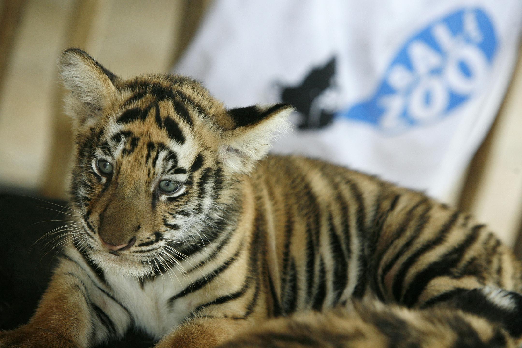 Indija omejuje telefone na safarijih: zaščita tigrov pred turisti