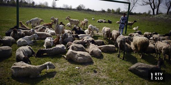 O que é pastoreio e ordenha adequados?  A Bulgária abriu a primeira academia para pastores.