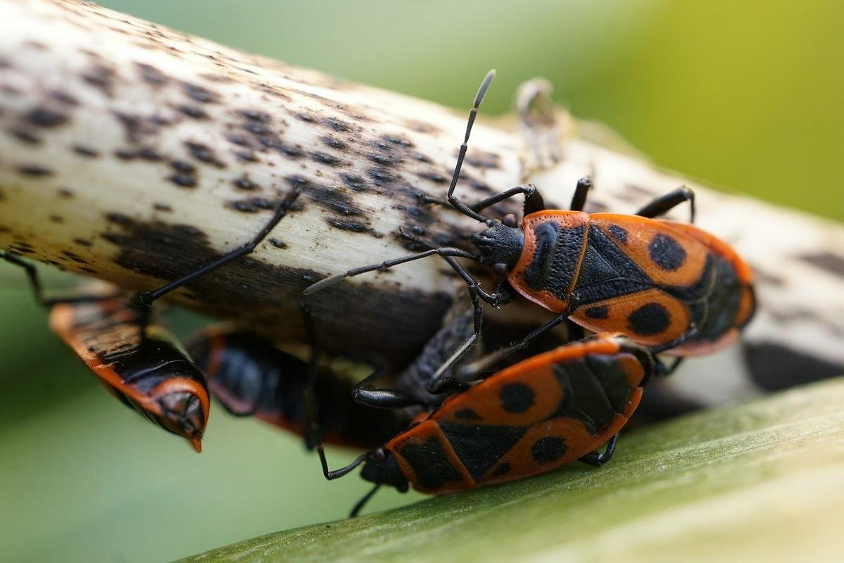 Žuželke šuštarji ali rdeči škratci