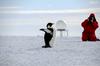 Množičen pogin mladičev pingvinov znanilec podnebnih sprememb