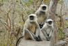 Pred prihodom najpomembnejših politikov iz New Delhija preganjajo opice
