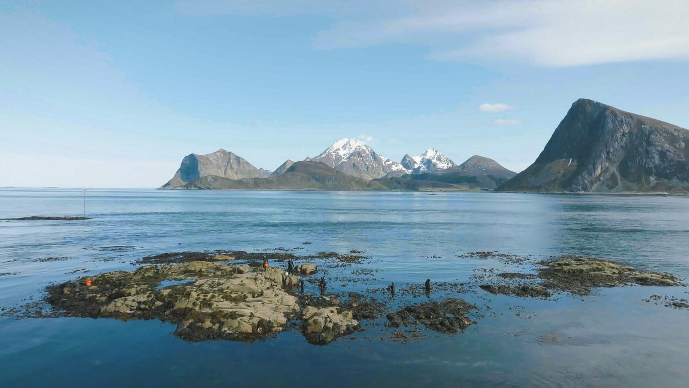 Topla voda Zalivskega toka in hladna voda s severa se srečata pred Lofotskim otočjem. V ožini se voda zvrtinči in premeša hranila. To so idealne razmere za rast rjavih alg. Foto: NZZ format