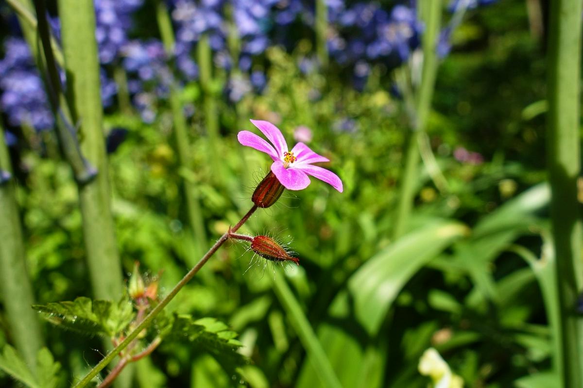 Smrdljička, a v gozdu rasteš? 