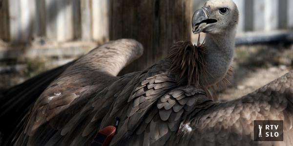 Os abutres espanhóis em Chipre enfrentam a difícil tarefa de aumentar a sua população