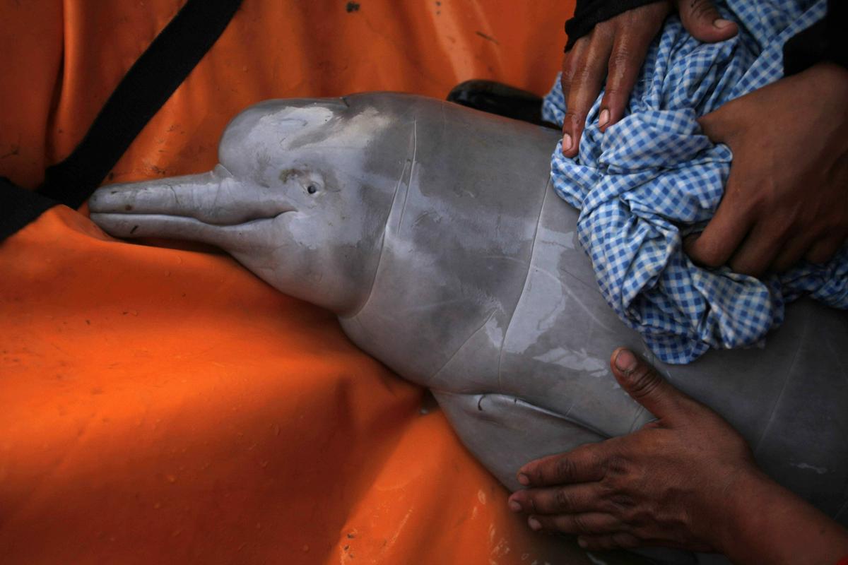 Stroka se boji, da bo zaradi visokih temperatur poginilo še več delfinov. Foto: AP