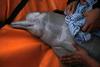 V Amazoniji zaradi rekordno tople vode poginilo več kot sto delfinov 