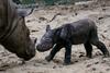 V Indoneziji so se razveselili skotitve ogroženega sumatranskega nosoroga 