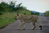 Raziskava v parku Kruger: Živali se bojijo človeških glasov bolj kot levjih