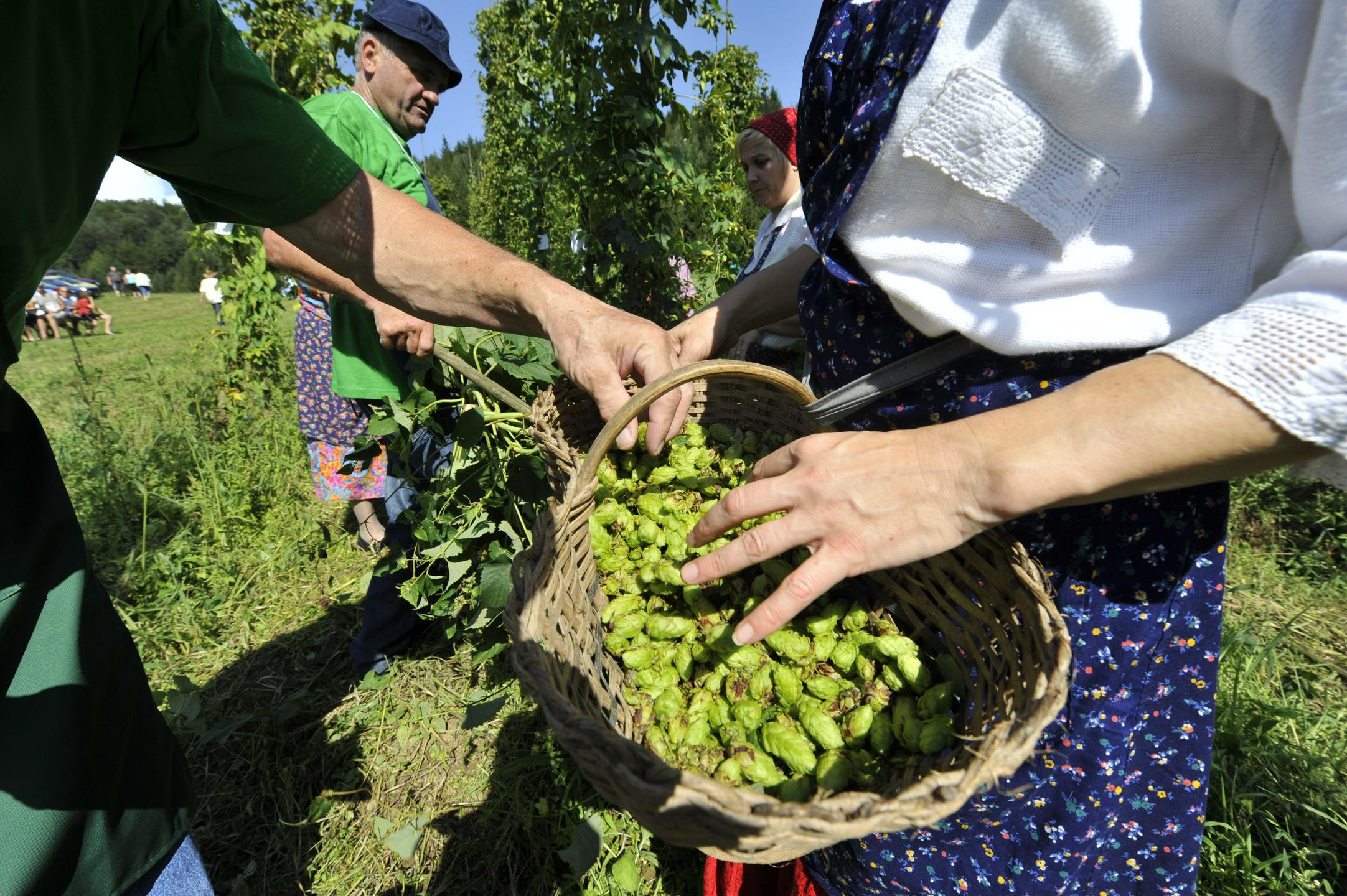 Pridelek hmelja bo najverjetneje podpovprečen