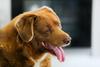Dokončno: Bobiju odvzeli naziv najstarejšega psa na svetu