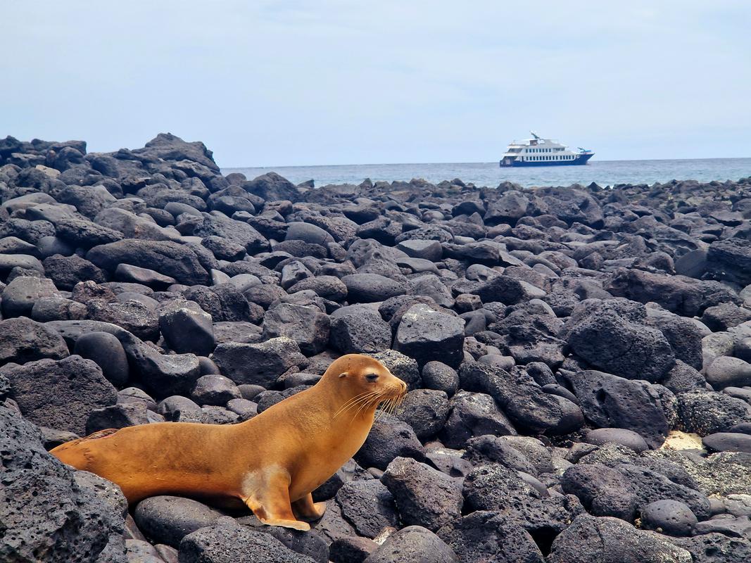 Morski lav na otoku Santa Fe.  Foto: MMC RTV SLO/Kaja Sajovic
