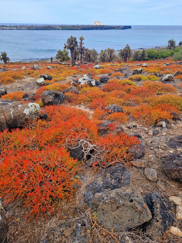 Na Galapagosu nalazimo jedinstvenu floru i faunu.  Foto: MMC RTV SLO/Kaja Sajovic