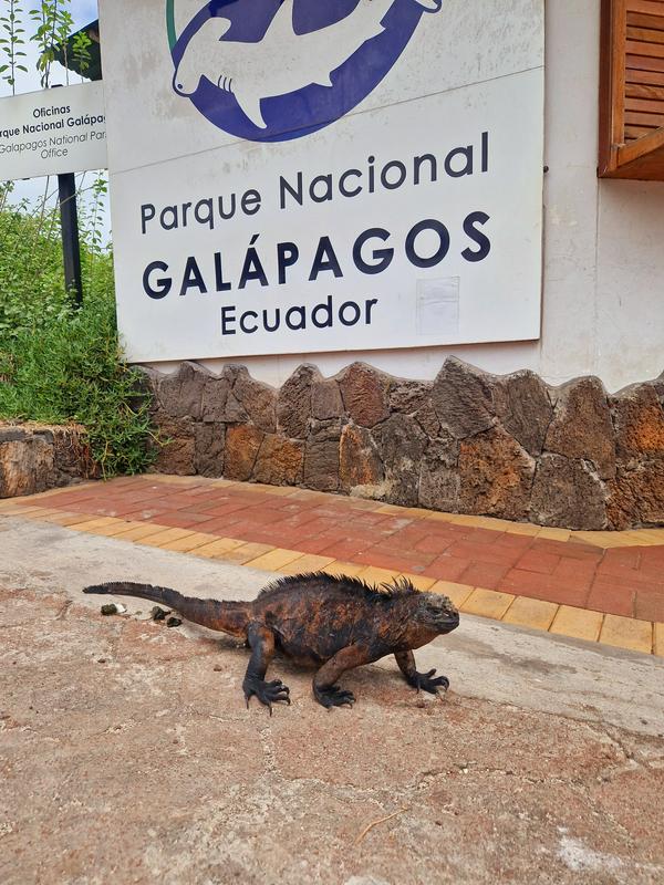 Morska iguana na ulazu u nacionalni park Galapagos.  Foto: MMC RTV SLO/Kaja Sajovic
