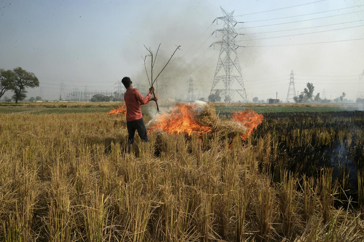 Požiganje polj v indijski zvezni državi Pandžab. Dim vetrovi nato prinesejo nad New Delhi. Foto: AP