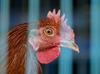 S Hrvaškega poročajo o izbruhu ptičje gripe