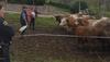 Uprava ugotovila kršitve zakonodaje pri odvzemu goveda