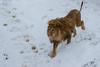 Levu v zavetišču v Prištini ob sneženju namestili grelnik
