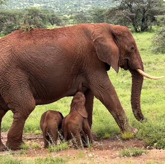 Foto: Save the Elephants