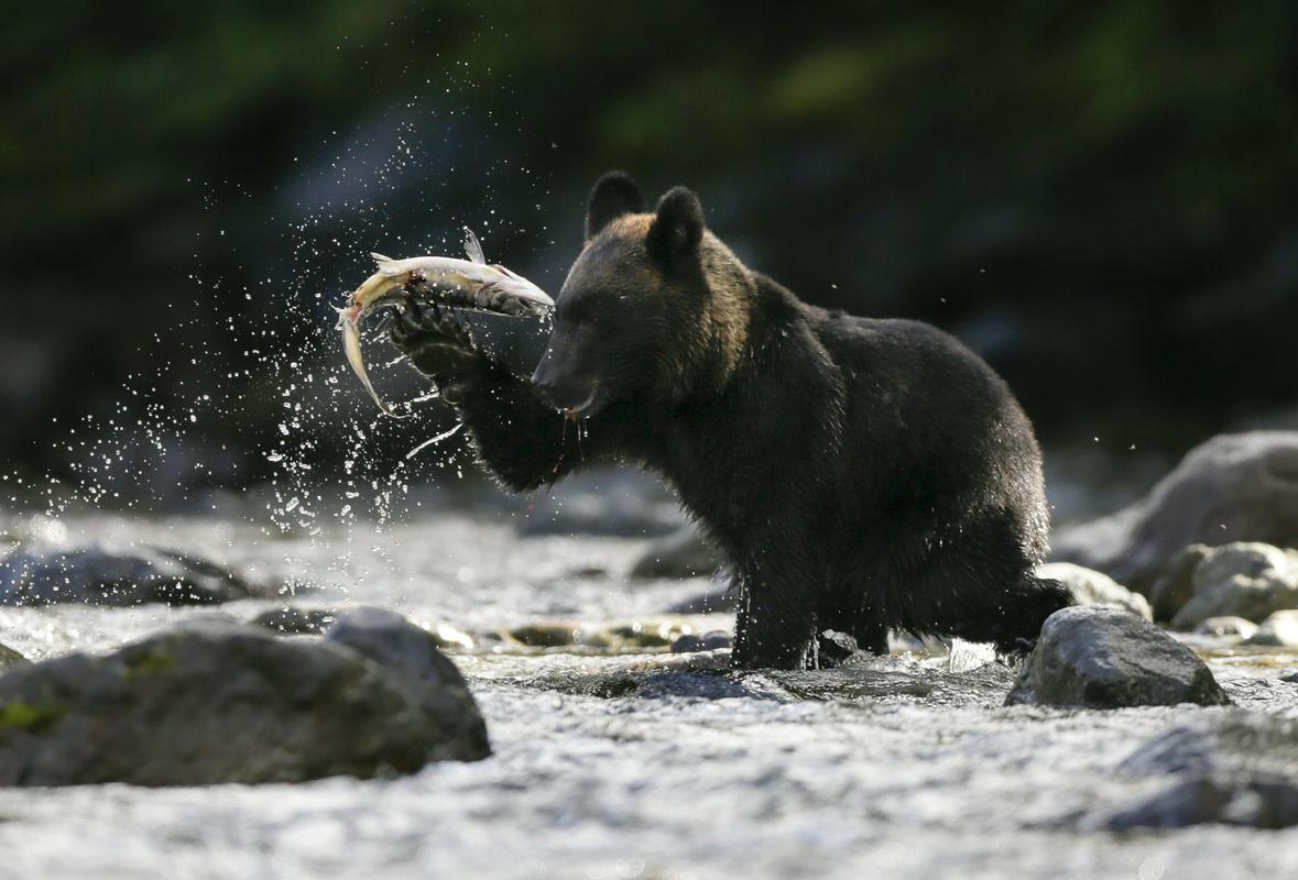 Rjavi medved na reki na Hokaidu. Foto: EPA
