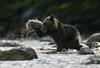 Na Japonskem zaradi pomanjkanja hrane rekordno število napadov medvedov
