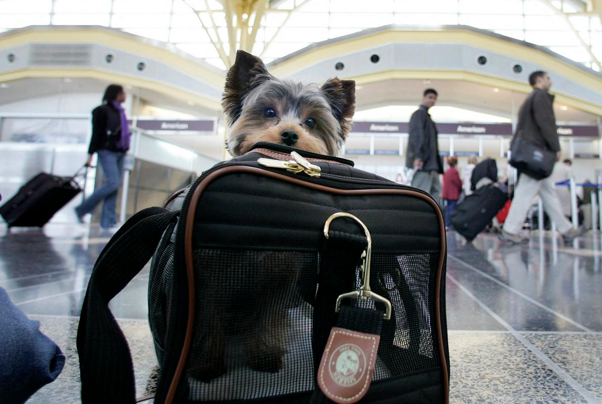 Potniki najpogosteje s seboj na letalo vzamejo psa. Foto: Reuters