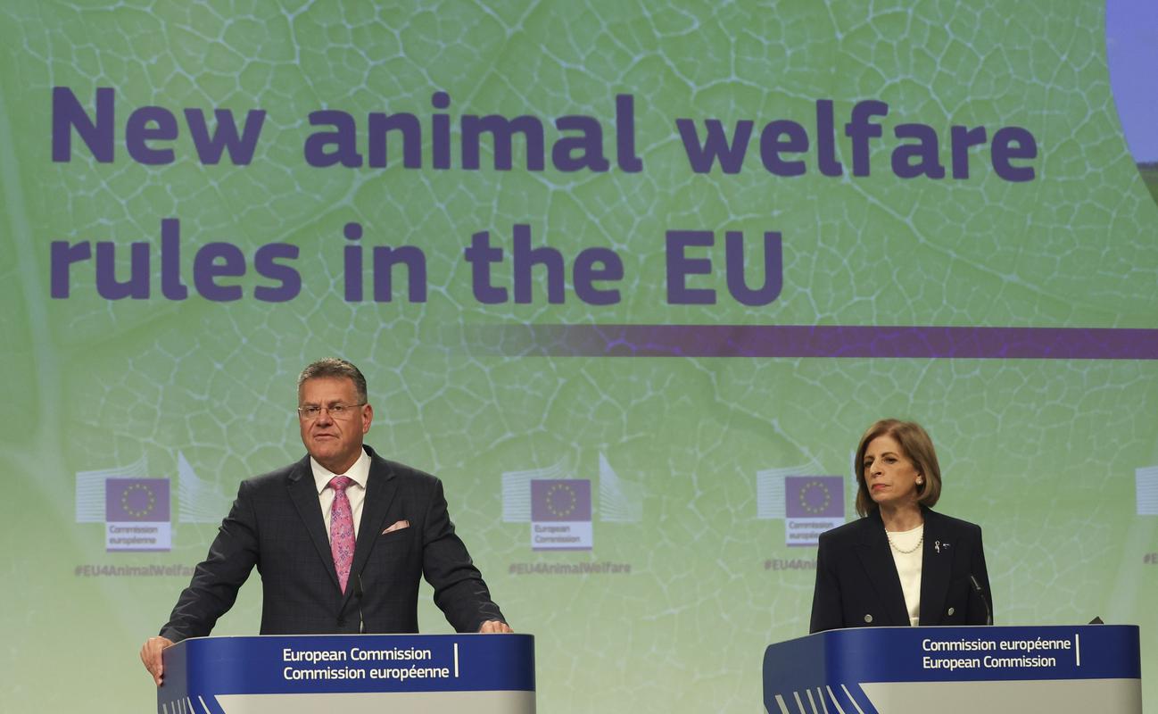 V Bruslju pravijo, da gre za predlog največje reformo za dobrobit živali v zadnjih 20 letih. Foto: EPA