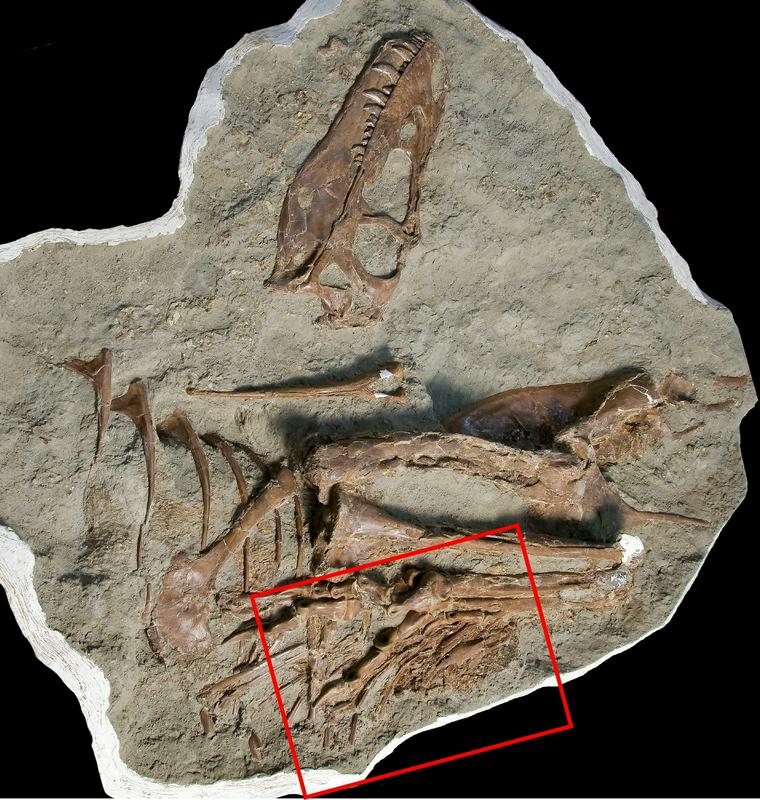 Fosilizirani, 75 milijonov let stari ostanki dinozavrov. Foto: Reuters/Royal Tyrrell Museum of Palaeontology