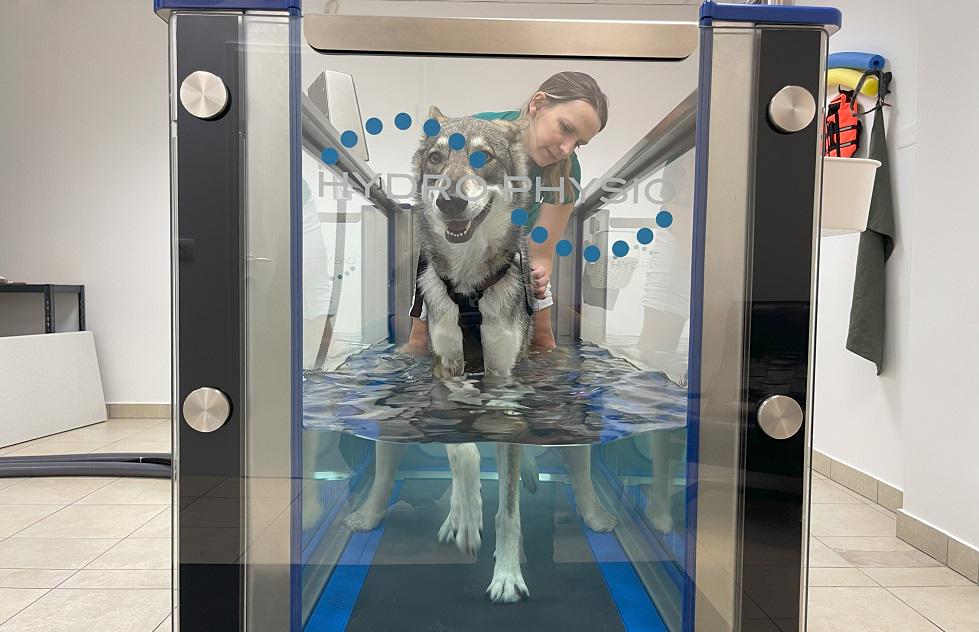 Poznavanje 'pasje govorice' olajša delo veterinarjev