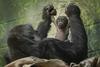 V londonskem živalskem vrtu so se razveselili podmladka ogrožene vrste goril