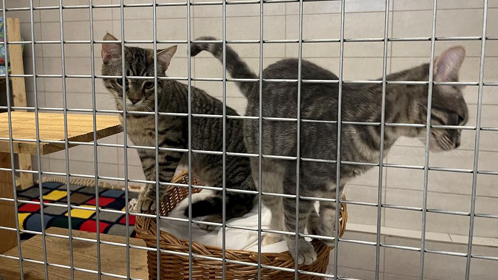 Mačke potrebujejo pomoč