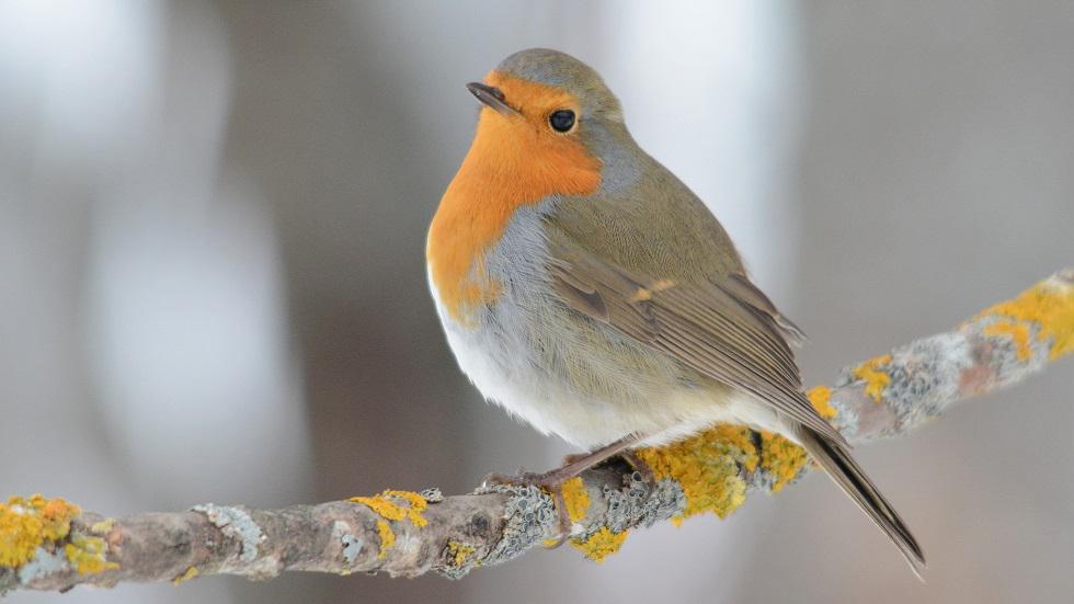 Katere ptice so okoli vas?