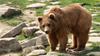 Na Trentinskem usmrtili medveda, ki naj bi bil nevaren za pohodnike