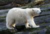 Polarnim medvedom grozi stradanje zaradi taljenja arktičnega ledu