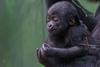 Tropu ogrožene vrste goril v Londonu se je pridružil še en mladiček