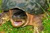 Zakaj želve nimajo zob?