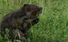 Zaradi bobrov nekateri zaskrbljeni glede usode najstarejše trte na svetu