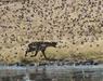 Slovenska raziskovalca odkrila prilagodljivost afriških hijen: zadišali so jim ptiči