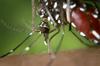 S širjenjem tigrastega komarja se širi tudi denga – v Sloveniji do zdaj brez okužbe domačega izvora