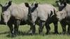 Rog kot prekletstvo – v Južni Afriki je bil lani vsakih 17 ur ubit nosorog
